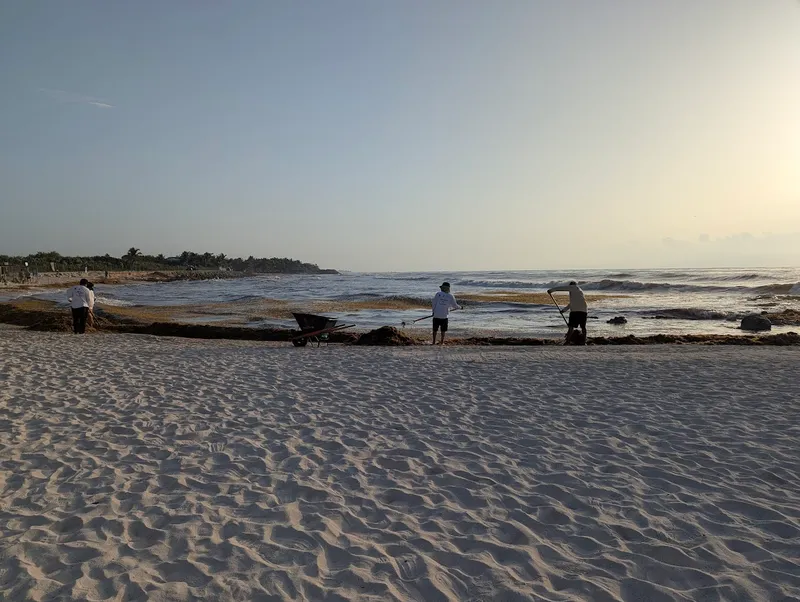Equipo recolectando sargazo con rastrillos y carretilla en la costa de Tulum, al amanecer.